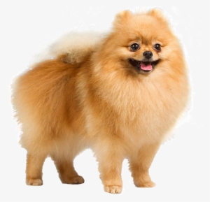 30 Most Beautiful Pomeranian Dog Photos And Pictures - German Shepherd Pomeranian Dog