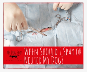 When Should I Spay Or Neuter My Dog - My Dog Spot