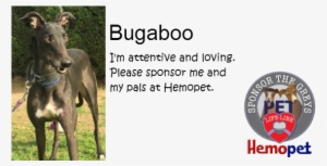 Sponsor The Hemopet Greyhounds - Sponsor