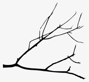 Bird On At Getdrawings Com Free For - Drawing Of A Branch