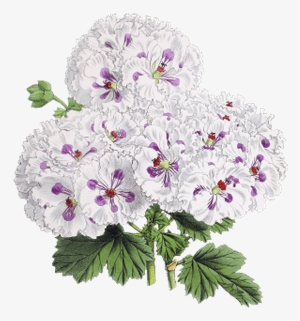 Flower Drawing