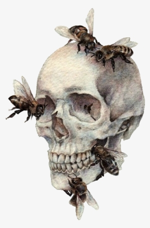 Tumblr Static - Natural Forms Art Gcse