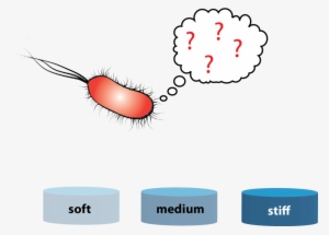 Rigidity Sensing In Bacteria - Bacteria