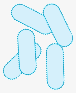 Bacteria Png Picture