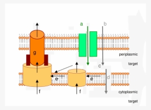 Antibiotic Transport Through The Membranes Of Gram-negative - Diagram