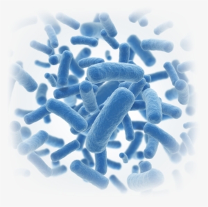 The Key Features Of Autism Are Due To Brain And Intestinal - Pediatric Critical Care E-book