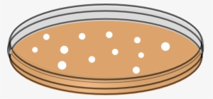 Vector Bacteria Petri Dish - Petri Dish Clip Art