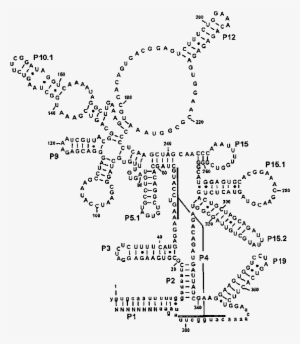 Deduced Secondary Structure Of Rnase P Rna In Streptococcus - Rna