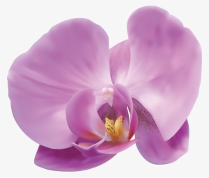 Pink Orchid Png
