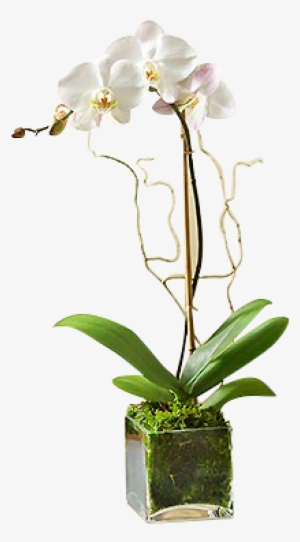 Orchid Flower Png