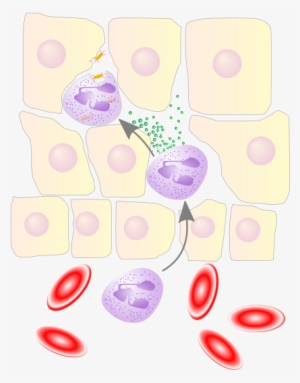 Neutrophil Granulocyte Migrates From The Blood Vessel - Phagozytose