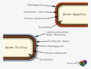 Gram-negative/positive - Periplasmic Space Bacteria