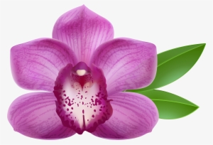 Transparent Background Orchid Clipart