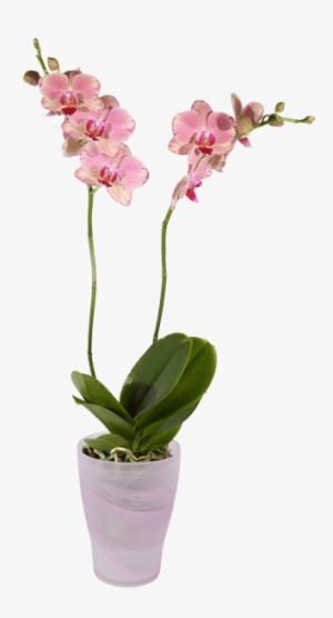 Phalaenopsis Orchid, Pink Pot - Transparent Orchid Pot Png
