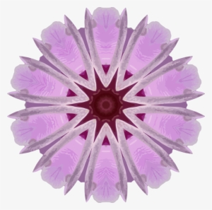 Transvaal Daisy Daisy Family Orchids Lilac - Transvaal Daisy