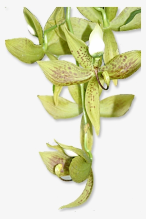 Vermont Greenhouse Orchids - Png Transparent Orchid Green