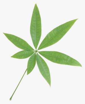 Green Leaves Transparent Png Sticker - Leaf Transparent