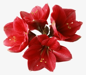 Flowers - Red Orchid Flower Png