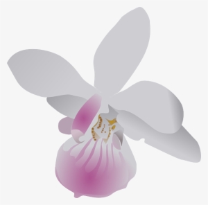Go To Image - Orchid Clip Art