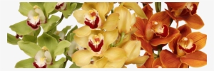 Dreisbach Wholesale Florists