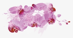 Little Kolibri Orchids Fountain Flower For A Long Time - Illustration