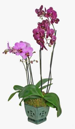 Colorful Orchid Display - Orchids