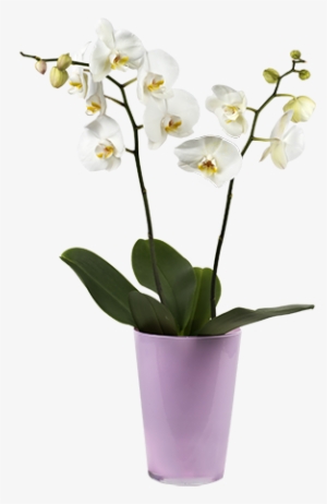 White Orchid - Orchidea Png