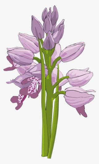 Free To Use &, Public Domain Orchid Flower Clip Art - Orchid Cliparts