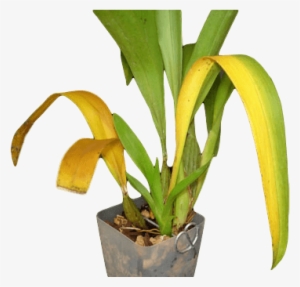 Yellowing Of Dendrobium Leaves