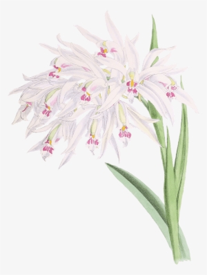 Flowers - Address Book: Glossy And Soft Cover, Large Print, Font,