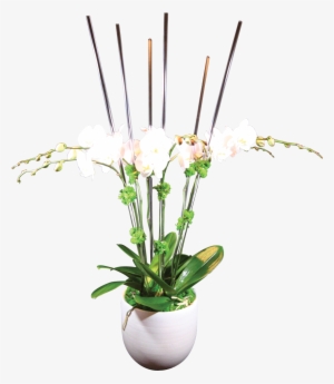 6-stem Phaelanopsis Orchid - Fleurum