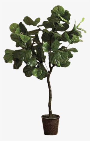 Fiddle Leaf Png - Ballard Designs Bunny Williams Faux Fiddle Leaf Fig