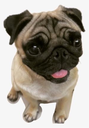 Pugs Pugface Puglifefreetoedit Report - Pug