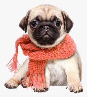 Animal - Cute Dog Png