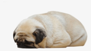 Sleeping Pug