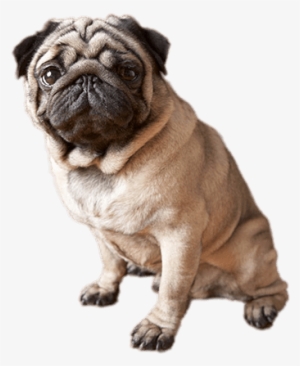 Pug Head Png - Cute Pug Dog Sitting For Apple Ipad Mini, Ipad Mini