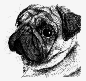 Pug Face - Drawing