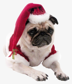 Pug Head Png - Christmas Pug Dog T Shirt