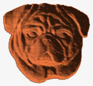 Pug Face - Ab - - Dog