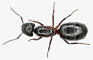 Carpenter Ants - Fourmi Noire