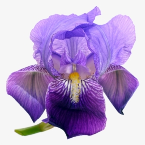 Campanulas Flowers Png Background - Portable Network Graphics