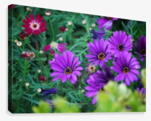 Purple Flowers In Dana Point Ca Canvas Print - African Daisy