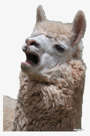 Report Abuse - Llama Singing