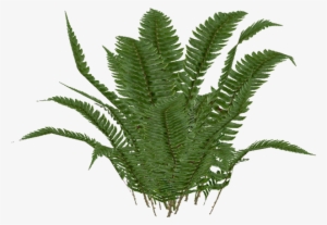 Swordfern - Zoo Tycoon 2