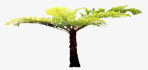 Transparent Fern Tree - Tree Fern Cut Out