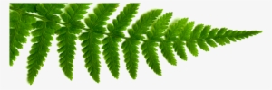 Shamanic Ferns - Green Hotels Conservation Guidelines And Ideas: Learn
