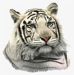 Coisinhas Etc E Tal - Tiger Gifs