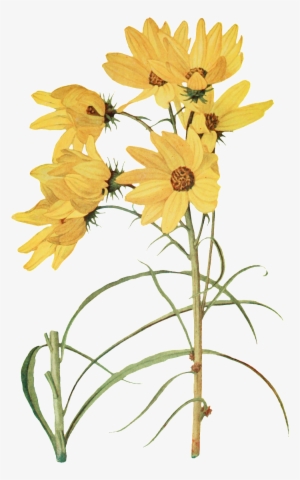 Hand Painted Elegant Yellow Flowers Transparent Decorative - ดอกไม้ สี เหลือง สวย ๆ