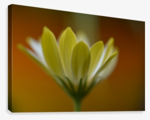 Yellow Flower Photograph Canvas Print - Canvas Print