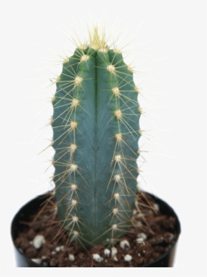 Pilosocereus Azureus 'blue Torch Cactus' - Cactus - 1024x1024 PNG